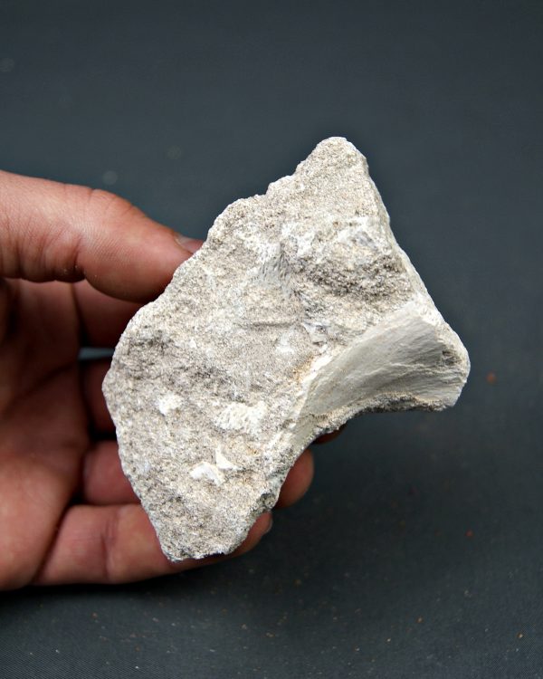 Hueso parcial de aleta de mosasaurio