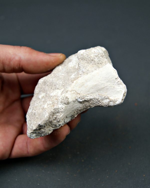 Hueso parcial de aleta de mosasaurio