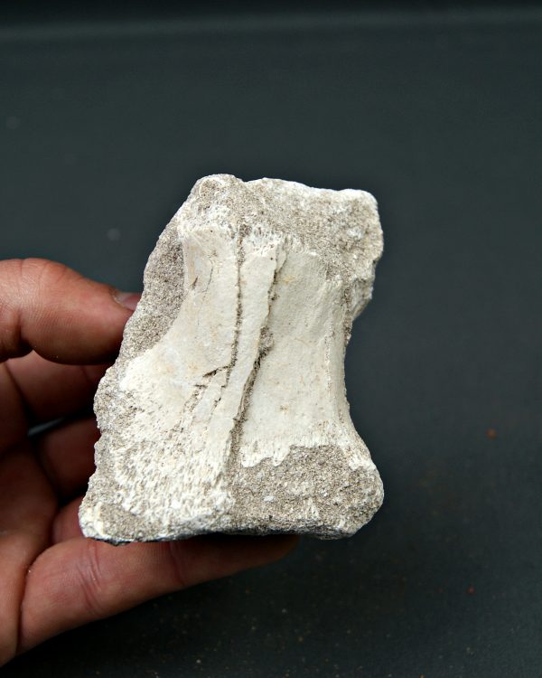 Hueso parcial de aleta de mosasaurio