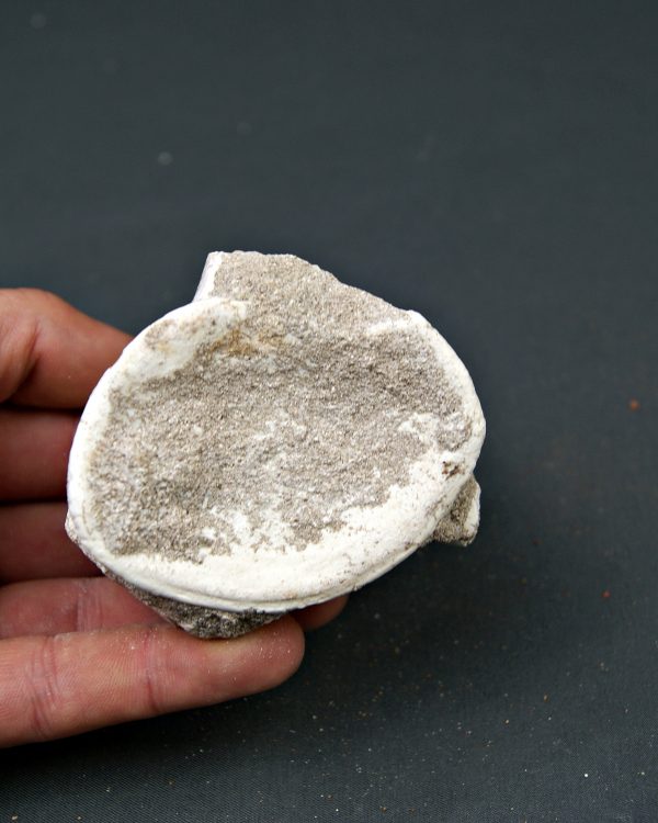 Vértebra de Mosasaurus