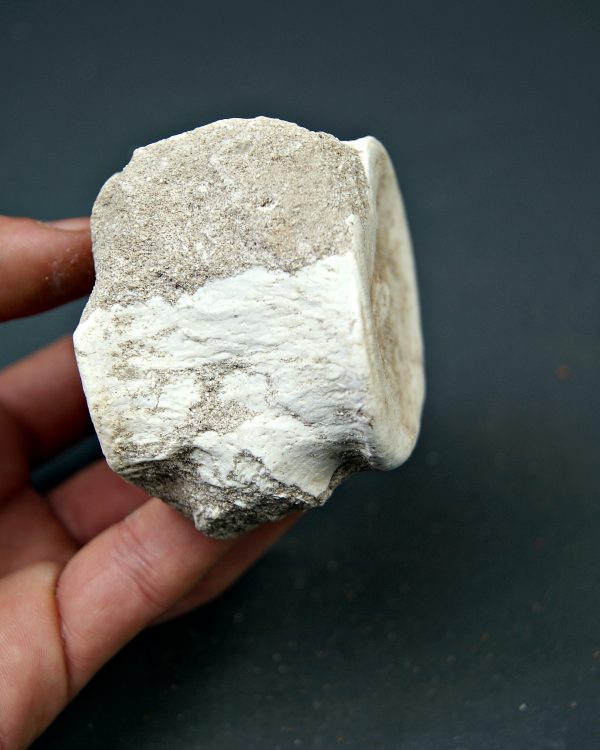 Vértebra de Mosasaurus