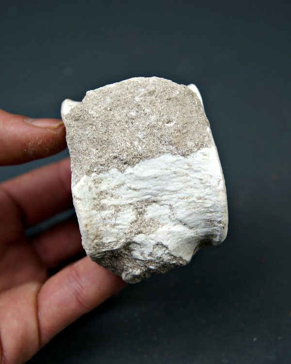 Vértebra de Mosasaurus