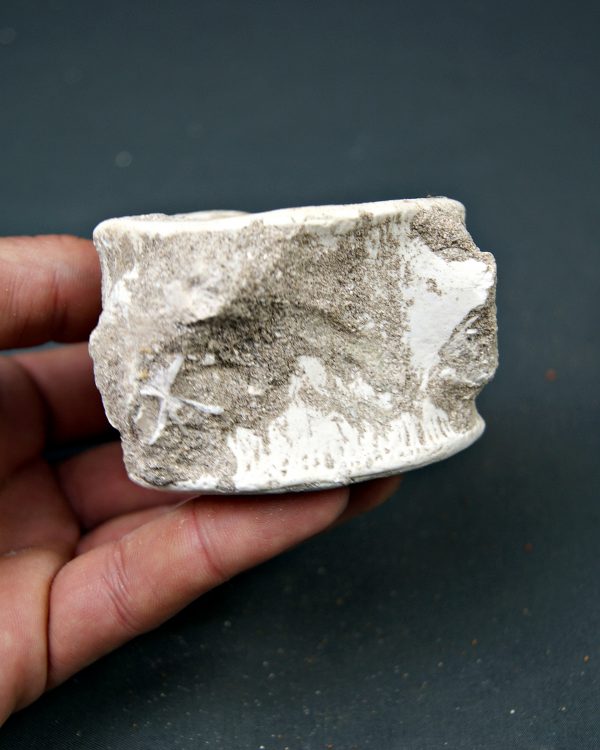 Vértebra de Mosasaurus