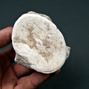 Vértebra de Mosasaurus