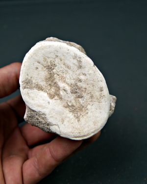 Vértebra de Mosasaurus