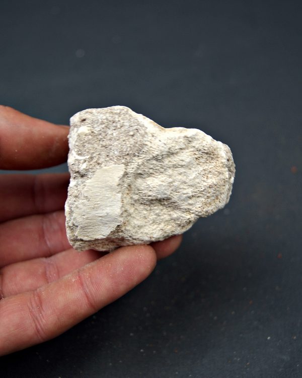 Hueso parcial de aleta mosasaurio