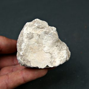 Hueso parcial de aleta mosasaurio