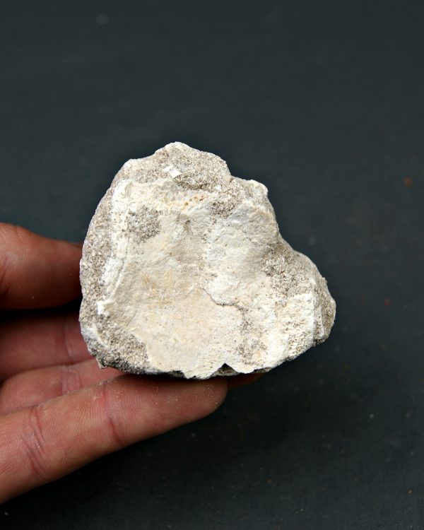 Hueso parcial de aleta mosasaurio