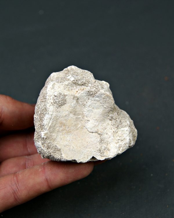 Hueso parcial de aleta mosasaurio