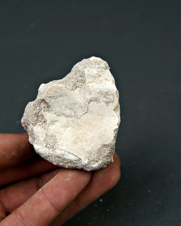 Hueso parcial de aleta mosasaurio