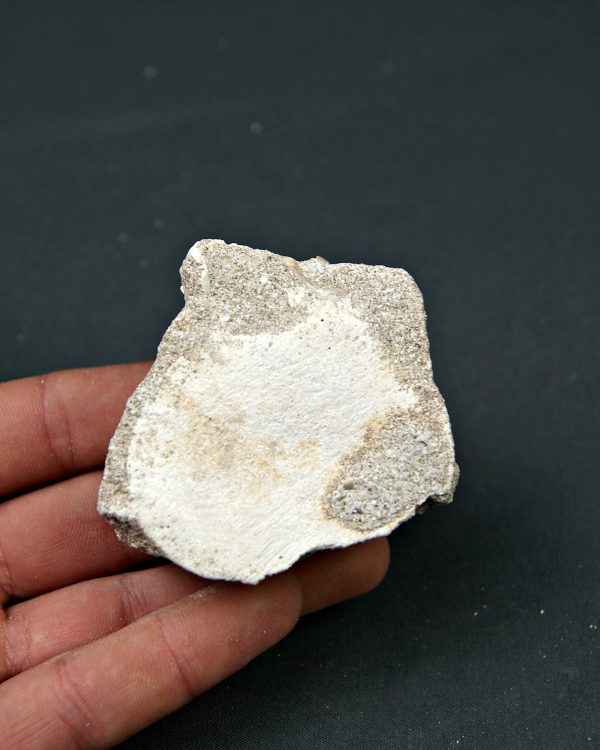 Vértebra juvenil de Mosasaurio