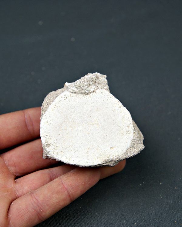 Vértebra juvenil de Mosasaurio