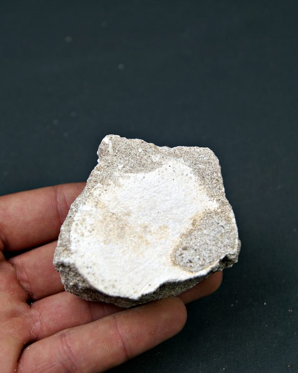 Vértebra juvenil de Mosasaurio