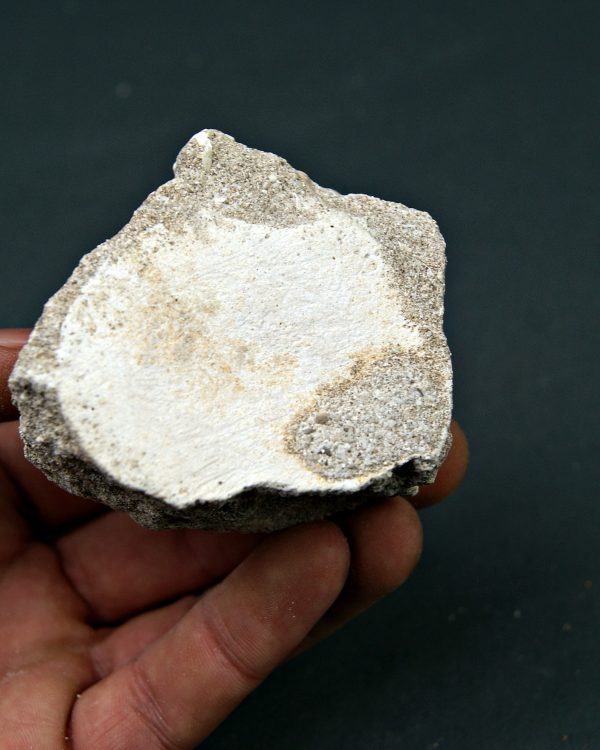 Vértebra juvenil de Mosasaurio