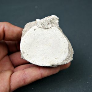 Vértebra juvenil de Mosasaurio