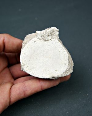 Vértebra juvenil de Mosasaurio