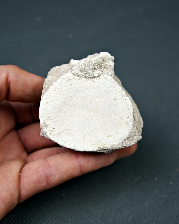 Vértebra juvenil de Mosasaurio