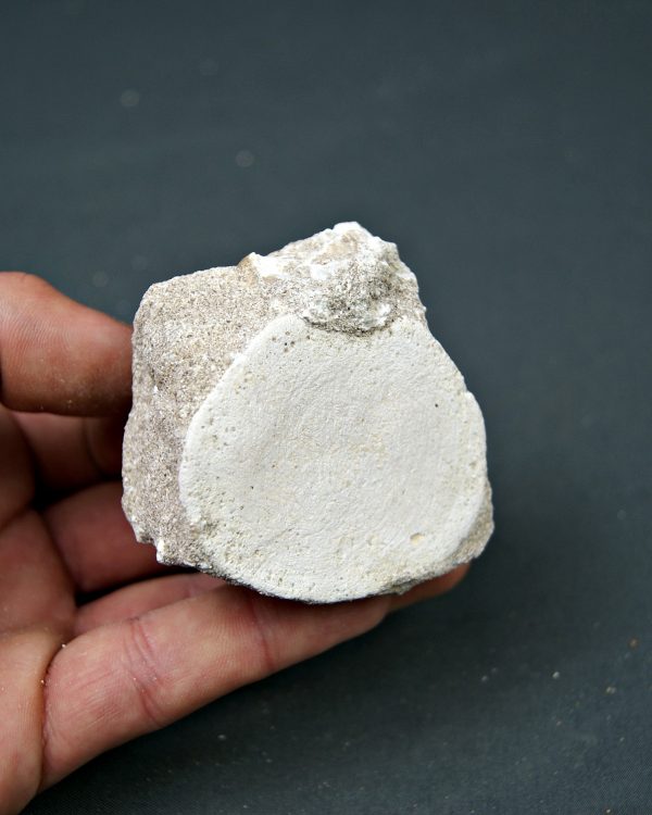 Vértebra juvenil de Mosasaurio