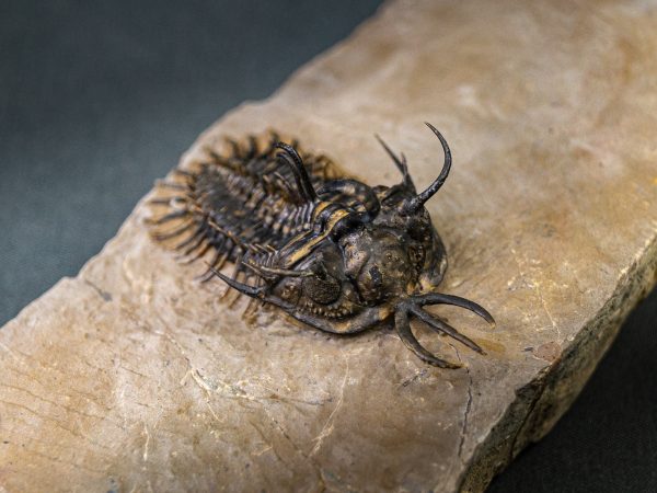 Walliserops hammi de museo