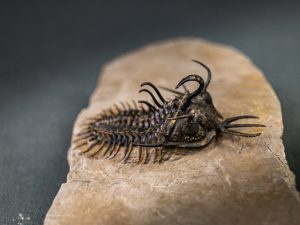 Walliserops hammi de museo