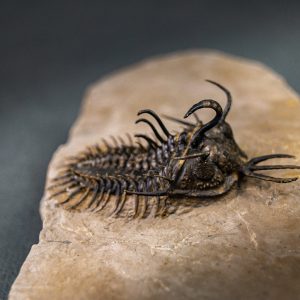 Walliserops hammi de museo