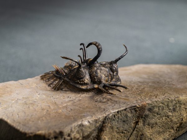 Walliserops hammi de museo