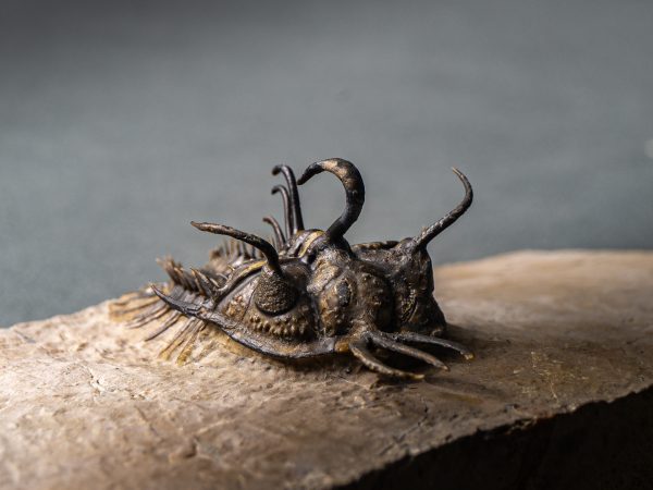 Walliserops hammi de museo