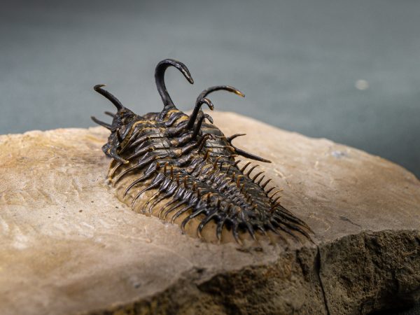 Walliserops hammi de museo