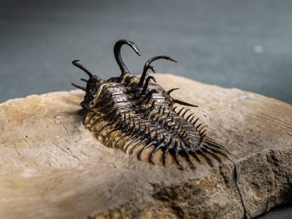 Walliserops hammi de museo