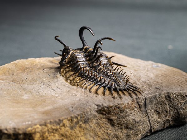 Walliserops hammi de museo