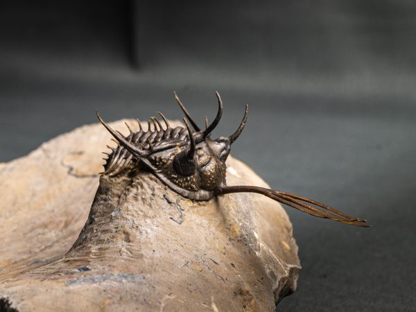Walliserops trifurcatus calidad museo