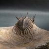 Walliserops trifurcatus calidad museo