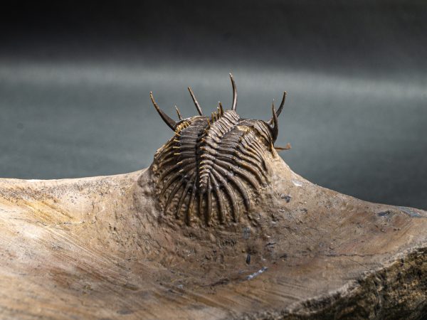 Walliserops trifurcatus calidad museo