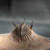 Walliserops trifurcatus calidad museo