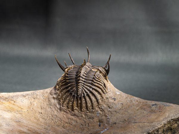 Walliserops trifurcatus calidad museo