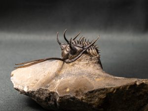 Walliserops trifurcatus calidad museo