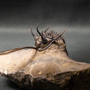 Walliserops trifurcatus calidad museo