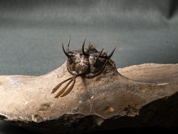 Walliserops trifurcatus calidad museo