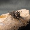 Walliserops trifurcatus calidad museo