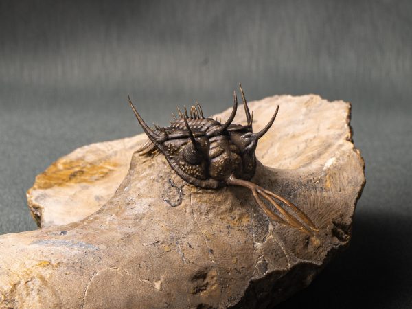 Walliserops trifurcatus calidad museo