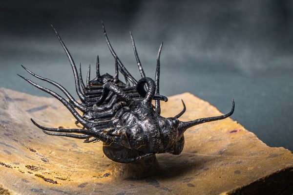 Dicranurus monstruosus