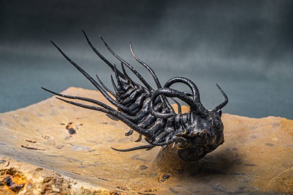 Dicranurus monstruosus