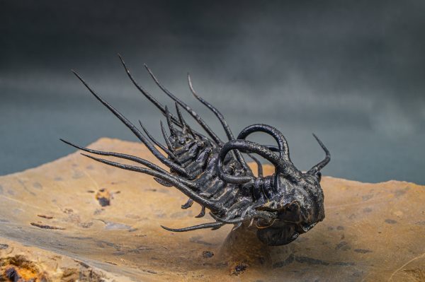 Dicranurus monstruosus