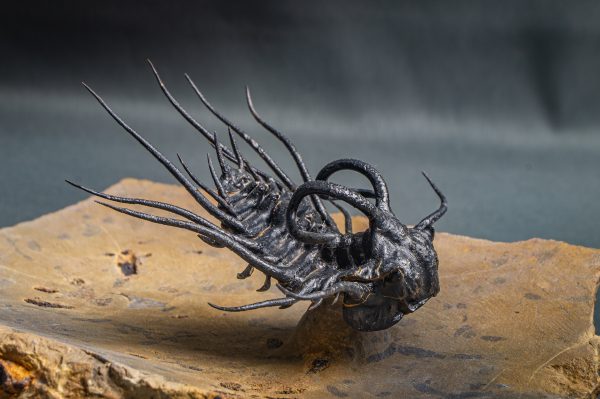 Dicranurus monstruosus