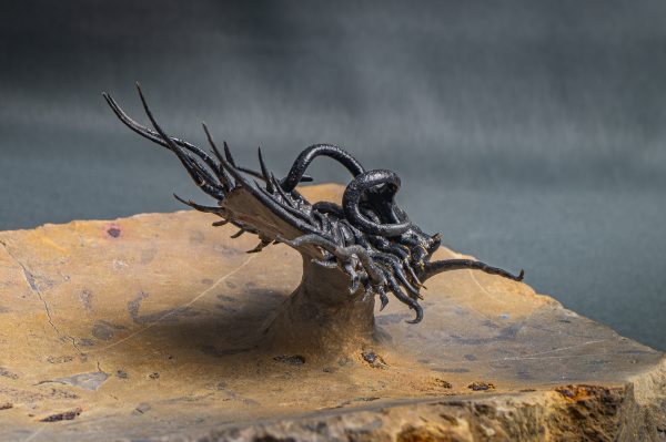 Dicranurus monstruosus