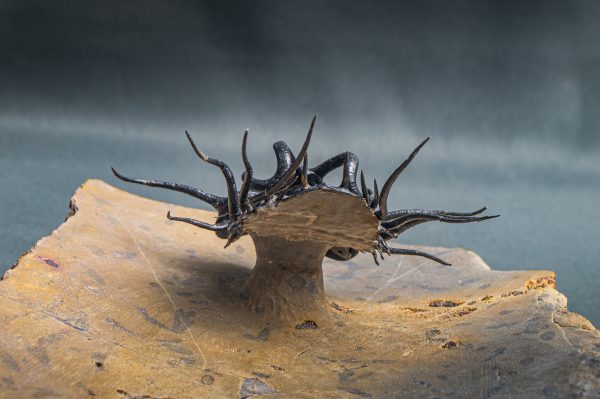 Dicranurus monstruosus