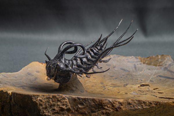 Dicranurus monstruosus