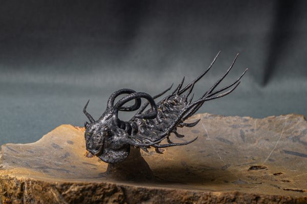 Dicranurus monstruosus