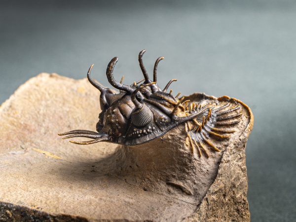 Walliserops hammi de museo