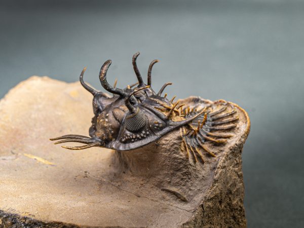 Walliserops hammi de museo